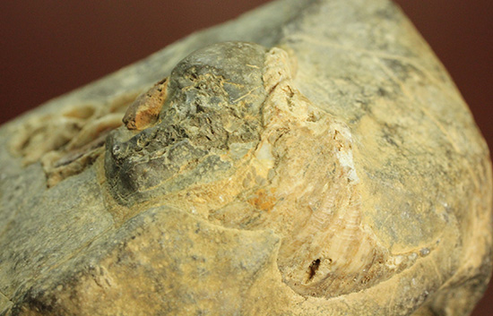 二本木コレクション、書籍掲載標本。白亜紀（カンパニアン）の巻貝断面化石（その8）