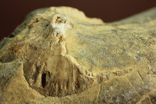 二本木コレクション、書籍掲載標本。白亜紀（カンパニアン）の巻貝断面化石（その9）