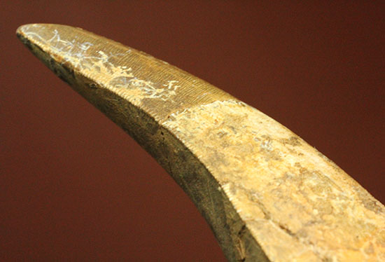 ロングカーブ計測65mm、官能的なフォルムを持つティラノサウルス・レックスの歯化石（その10）