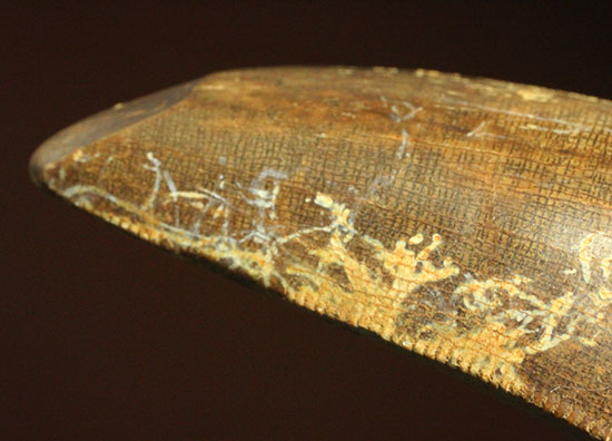ロングカーブ計測65mm、官能的なフォルムを持つティラノサウルス・レックスの歯化石（その14）