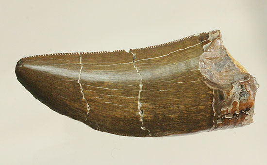 エナメル質の保存状態に鳥肌が立つ！ロンカー51mmのティラノサウルス歯化石（その12）