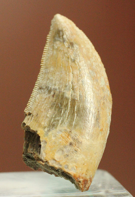 色が個性的、良質のアルバートサウルスの幼体の歯化石（その1）