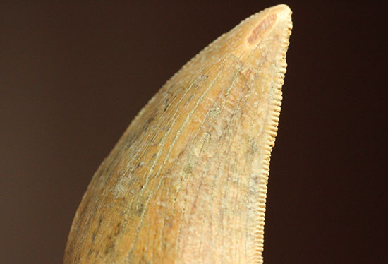 色が個性的、良質のアルバートサウルスの幼体の歯化石（その11）