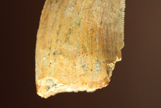 色が個性的、良質のアルバートサウルスの幼体の歯化石（その14）