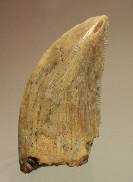 色が個性的、良質のアルバートサウルスの幼体の歯化石（その2）