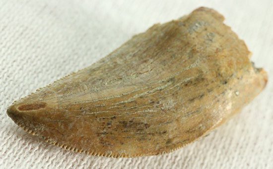 色が個性的、良質のアルバートサウルスの幼体の歯化石（その6）