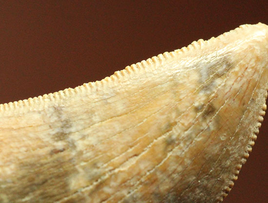 色が個性的、良質のアルバートサウルスの幼体の歯化石（その8）