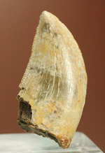 色が個性的、良質のアルバートサウルスの幼体の歯化石