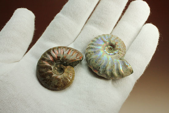 チャンスプライス!発色の異なる光るアンモナイト2個セット(Ammonite)(その1)