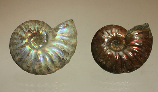 チャンスプライス！発色の異なる光るアンモナイト２個セット(Ammonite)（その10）