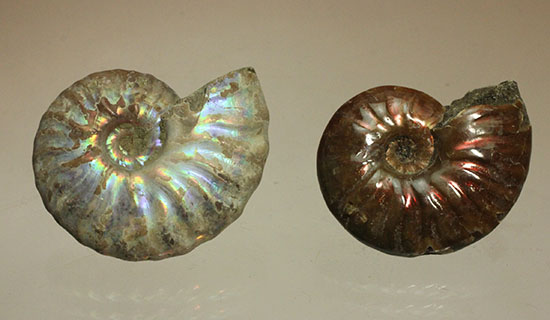 チャンスプライス!発色の異なる光るアンモナイト2個セット(Ammonite)(その10)