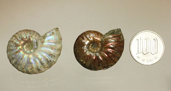 チャンスプライス!発色の異なる光るアンモナイト2個セット(Ammonite)(その11)
