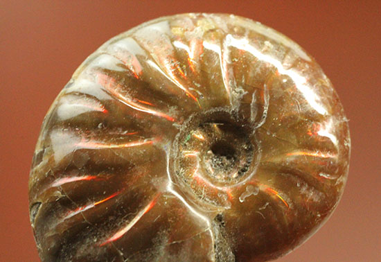 チャンスプライス!発色の異なる光るアンモナイト2個セット(Ammonite)(その2)