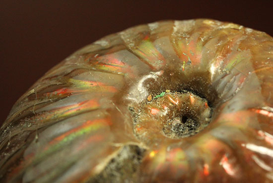 チャンスプライス!発色の異なる光るアンモナイト2個セット(Ammonite)(その5)