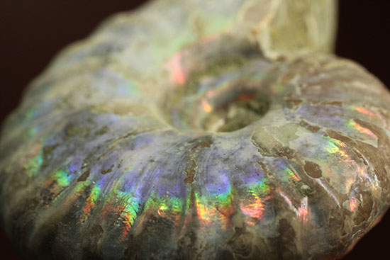 チャンスプライス！発色の異なる光るアンモナイト２個セット(Ammonite)（その6）