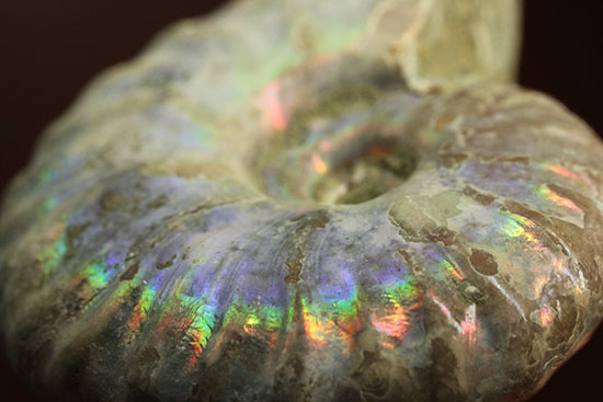 チャンスプライス!発色の異なる光るアンモナイト2個セット(Ammonite)(その6)