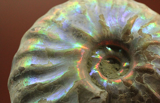チャンスプライス!発色の異なる光るアンモナイト2個セット(Ammonite)(その7)