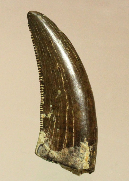 インナーセレーションのアップにご注目！鋭いアルバートサウルスの幼体の歯化石（その1）