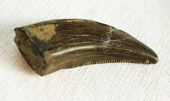インナーセレーションのアップにご注目！鋭いアルバートサウルスの幼体の歯化石（その12）