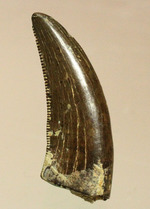 インナーセレーションのアップにご注目！鋭いアルバートサウルスの幼体の歯化石