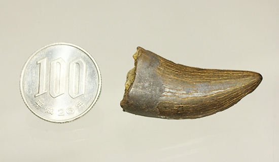 良形、セレーション良し、ティラノサウルスの幼生の歯化石（その18）