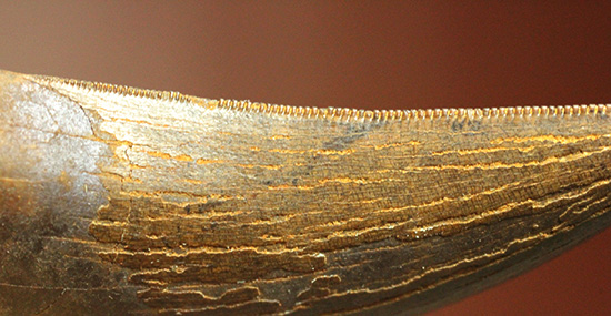 良形、セレーション良し、ティラノサウルスの幼生の歯化石（その2）