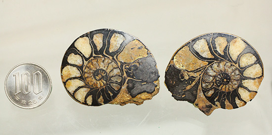 状態抜群！アンモナイトの構造や縫合線がよく分かる、ヘマタイトアンモナイト(Ammonite)（その12）