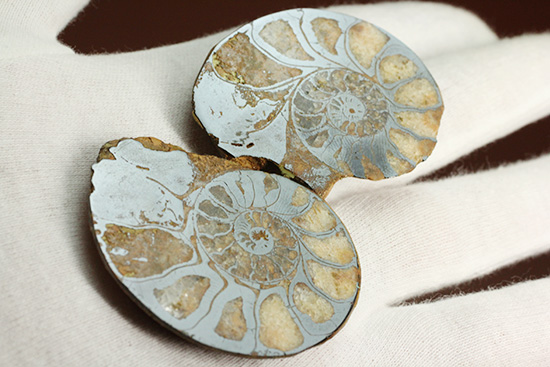 状態抜群！アンモナイトの構造や縫合線がよく分かる、ヘマタイト