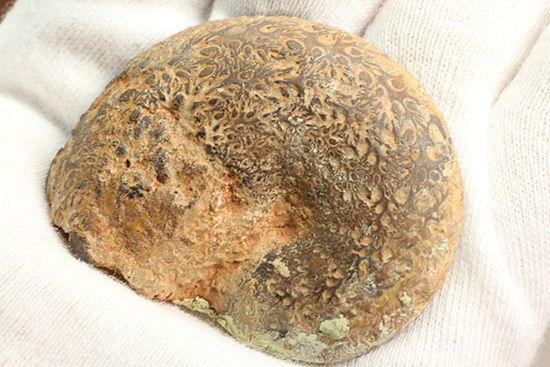 状態抜群！アンモナイトの構造や縫合線がよく分かる、ヘマタイトアンモナイト(Ammonite)（その8）