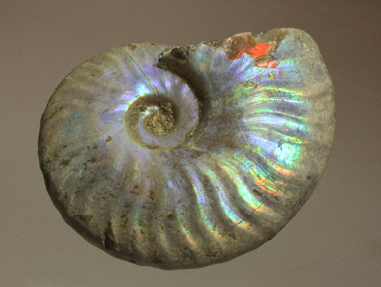 青を中心にレインボーに輝く、光るアンモナイト(Ammonite)（その1）