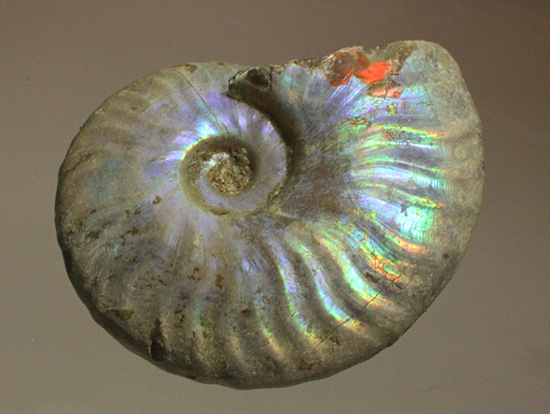 青を中心にレインボーに輝く、光るアンモナイト(Ammonite)(その1)