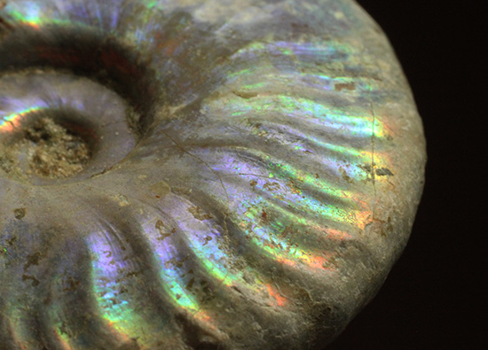 青を中心にレインボーに輝く、光るアンモナイト(Ammonite)(その11)