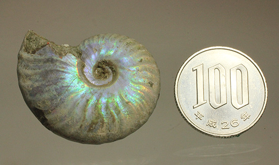 青を中心にレインボーに輝く、光るアンモナイト(Ammonite)（その12）