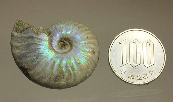 青を中心にレインボーに輝く、光るアンモナイト(Ammonite)(その12)