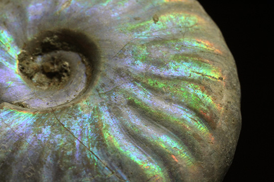 青を中心にレインボーに輝く、光るアンモナイト(Ammonite)（その3）