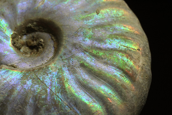 青を中心にレインボーに輝く、光るアンモナイト(Ammonite)(その3)