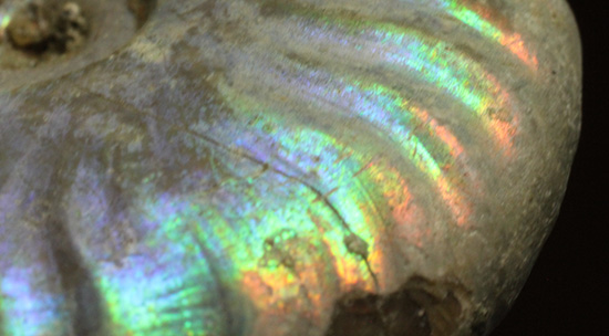 青を中心にレインボーに輝く、光るアンモナイト(Ammonite)(その4)