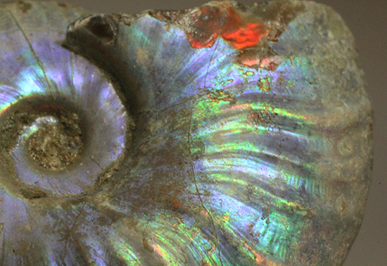 青を中心にレインボーに輝く、光るアンモナイト(Ammonite)(その6)