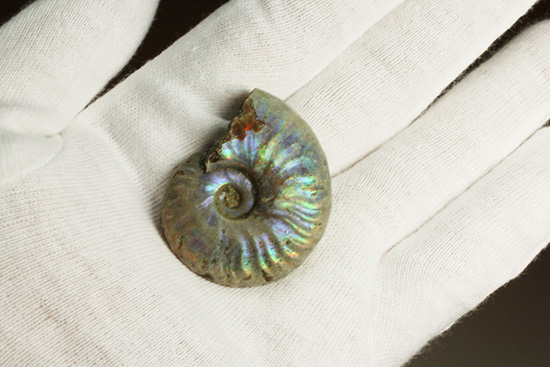 青を中心にレインボーに輝く、光るアンモナイト(Ammonite)（その7）