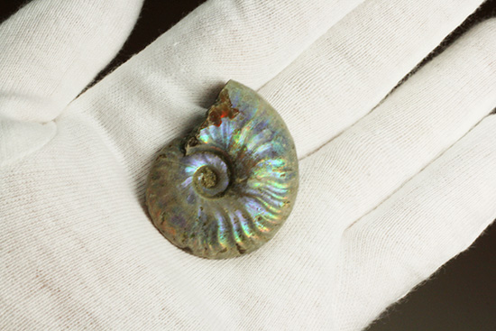 青を中心にレインボーに輝く、光るアンモナイト(Ammonite)(その7)