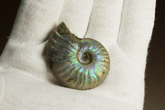 青を中心にレインボーに輝く、光るアンモナイト(Ammonite)（その8）