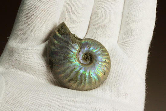 青を中心にレインボーに輝く、光るアンモナイト(Ammonite)(その8)
