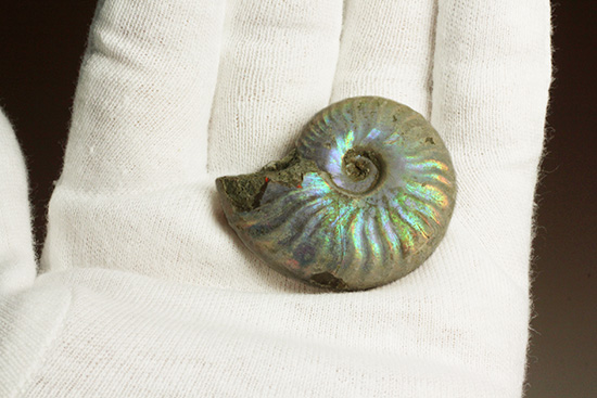 青を中心にレインボーに輝く、光るアンモナイト(Ammonite)(その9)
