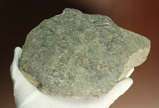 二本木コレクション。北海道産ギガントカプルス・ギガンティウス（イノセラスムの断片化石付）（その1）
