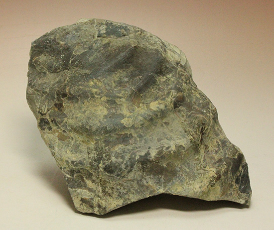 二本木コレクション。北海道産ギガントカプルス・ギガンティウス（イノセラスムの断片化石付）（その10）