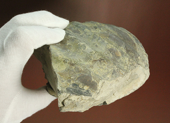 二本木コレクション。北海道産ギガントカプルス・ギガンティウス（イノセラスムの断片化石付）（その11）