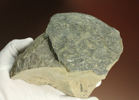 二本木コレクション。北海道産ギガントカプルス・ギガンティウス（イノセラスムの断片化石付）（その12）
