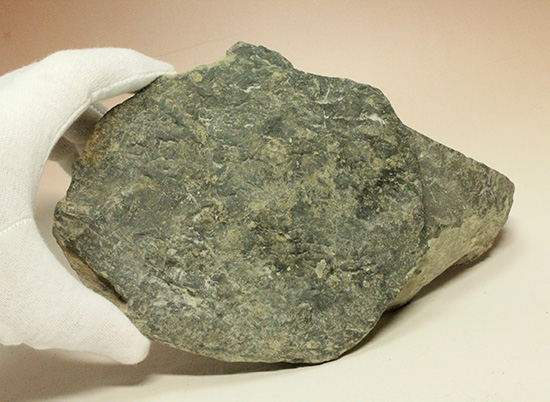 二本木コレクション。北海道産ギガントカプルス・ギガンティウス（イノセラスムの断片化石付）（その13）