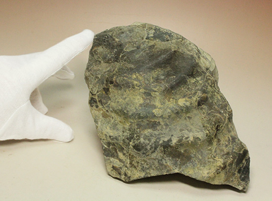 二本木コレクション。北海道産ギガントカプルス・ギガンティウス（イノセラスムの断片化石付）（その14）