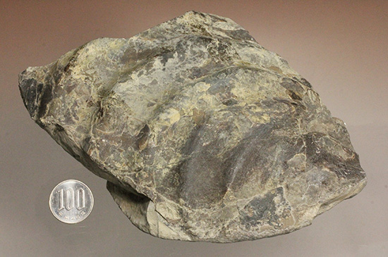二本木コレクション。北海道産ギガントカプルス・ギガンティウス（イノセラスムの断片化石付）（その15）